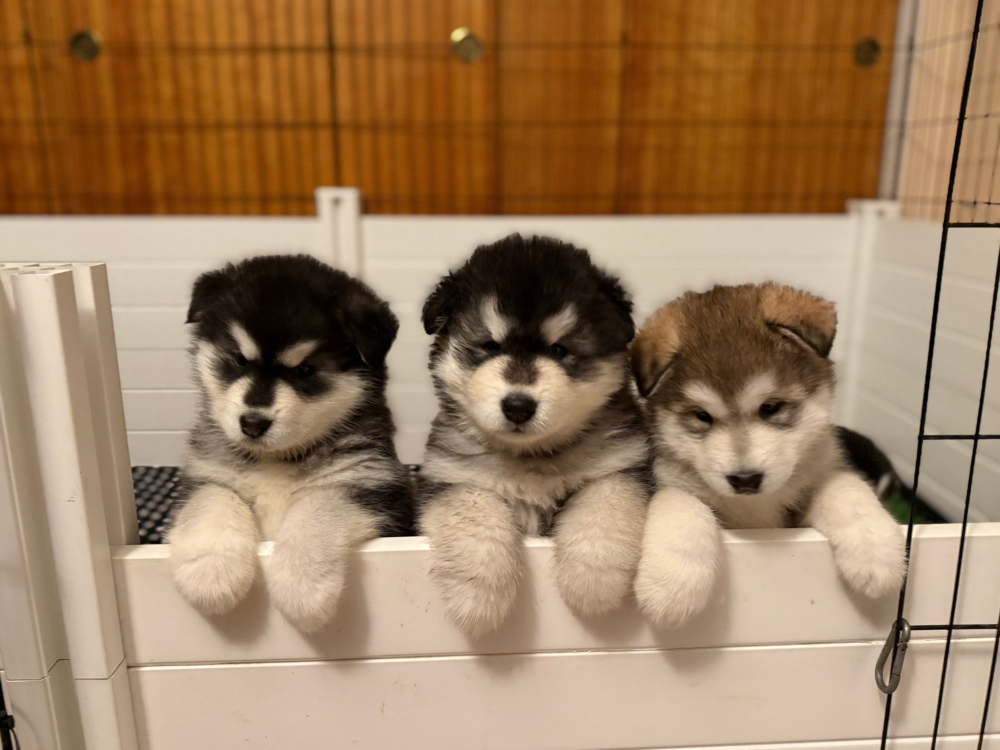 Kodiak